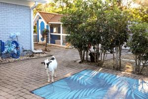 Cute Tiny Home with Animals near the Gulf Coast in Navarre, Florida