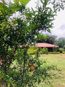 Tiara Elephant Lodge