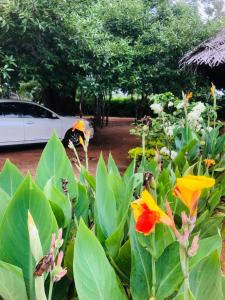 Tiara Elephant Lodge