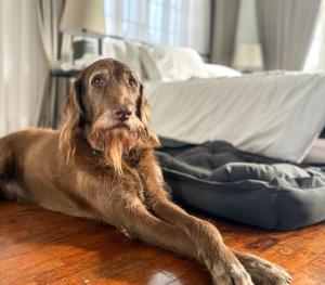 MiraNamin Nest GUMAMELA - Family Suite in Historic Home with Indoor Plunge Pool, Garden View, Pet-Friendly, Self-Service Breakfast