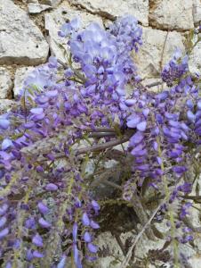 Maison Quercynoise les racines de Lili