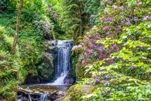 Premium Black Forest Suite - Apartment