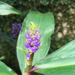 Casa da Jataí - Piscina e Pomar - Barra do Sahy