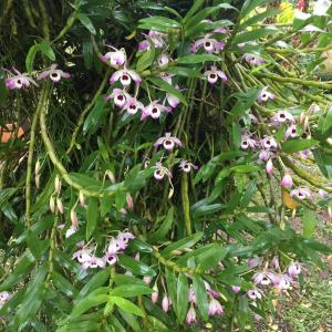 Casa da Jataí - Piscina e Pomar - Barra do Sahy