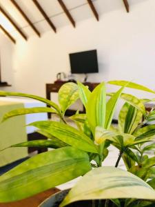 Middle of The Village Sigiriya