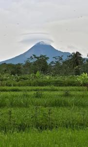 Spacious traditional open house with Garden&Pool 4 Bedrooms