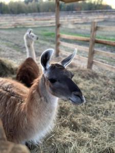 Stajnia Bukwica konie i sauna