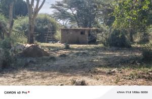 Majimoto Bushpig Camp