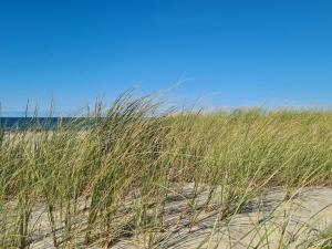 12 person holiday home in Pandrup-By Traum