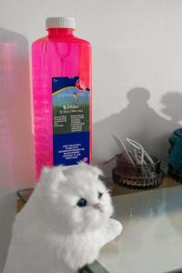 South End Apartment Fireplace Gym & Pool Access