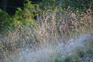 Roadrunner Cabin at Gamenthaler