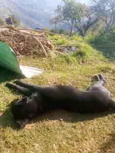 Gaurishankar organic home stay