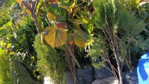 Silor mahadev home stay