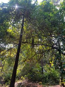 The Maze House Anjuna!