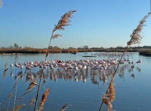 Camargue Saintes Maries de la Mer