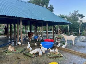 The Real Farm - Nguyen Shack