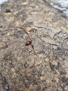 Guest House Robin Hud