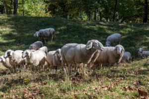 Mountain lodge Pokljuka