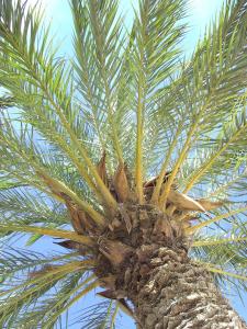 SELECTSOHOME - Appartement à deux pas de la plage du Lavandou pour 4 personnes - Résidence avec piscine et tennis - CYCLADES-18