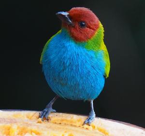 Cabane Limon - Salento
