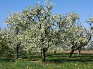 Gîte calme près du Lac de Madine, avec jardin privé, cuisine équipée et tout inclus - FR-1-585-64