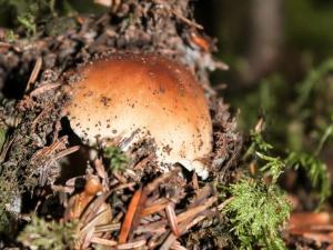 Gîte indépendant avec cour privative près de Lavoute-Chilhac et Langeac - FR-1-582-224