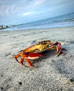 Magnificent loft - Perla Azul Caribe