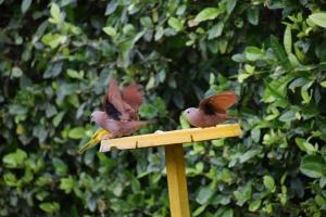 Bella casa de campo con piscina a 20 minutos de Villeta