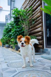 Dragon Hostel Homestay