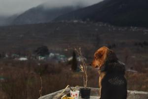 Svapna by The Rasasvada