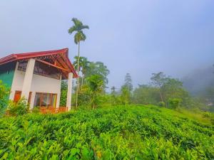 Sinharaja Rainforest Vibe