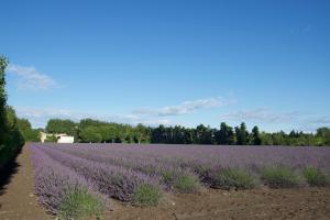 B&B / Chambres d'hotes Montjoia : photos des chambres