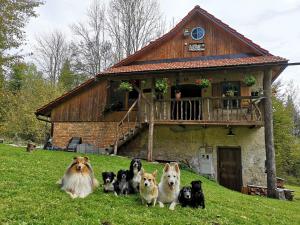 Gozdna koča Studeno