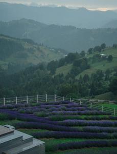 Lavender Valley