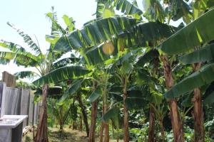 H & M Bayview Apartment Seychelles