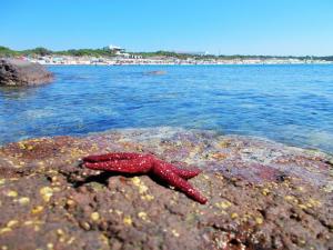 Pineta Spiaggia Grande img29