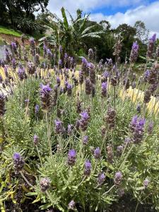 Chácara Casa Amarela - 08 minutos da Rota do Vinho