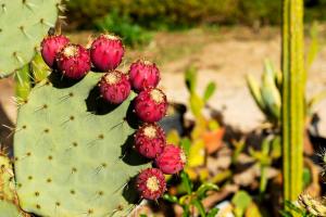 Delphi, Adelaide Hills Garden BnB