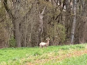 Zeitlberg Panoramawohnung mit PRIVAT SPA