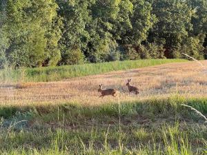 Zeitlberg Panoramawohnung mit PRIVAT SPA