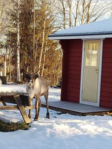 Lovely Cottage by Ounasjoki