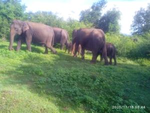 Yoma Wild Hotel