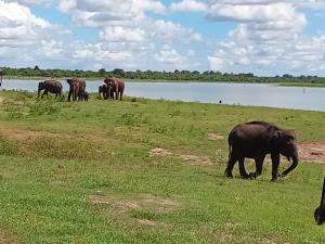 Yoma Wild Hotel