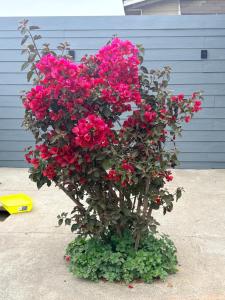 Habitacion Deluxe, Wi-Fi, desayuno gratis y a minutos del crucero!