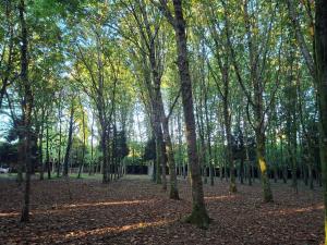 Oasis Ponte San Lázaro