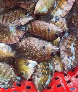 Munroe Riverside Homestay