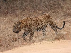 Yala Wild Adventure Camp