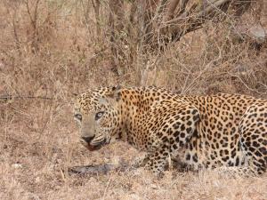 Yala Wild Adventure Camp