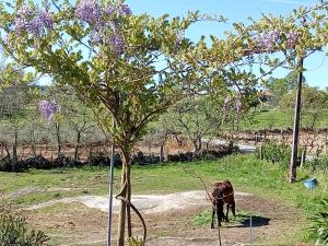 Quintinha das Artes - Turismo Rural