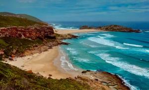 Chameleon Gardens - Dschungel